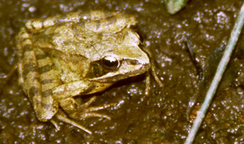http://www.reserve-naturelle-marais-dorx.org/decouv_grenouille.htm