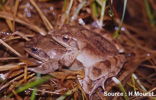 accouplement