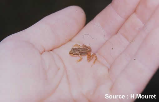 petite grenouille